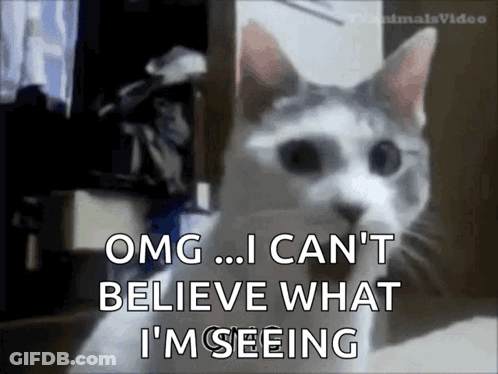 Cat Says OMG I Can't Believe What I'm Seeing GIF