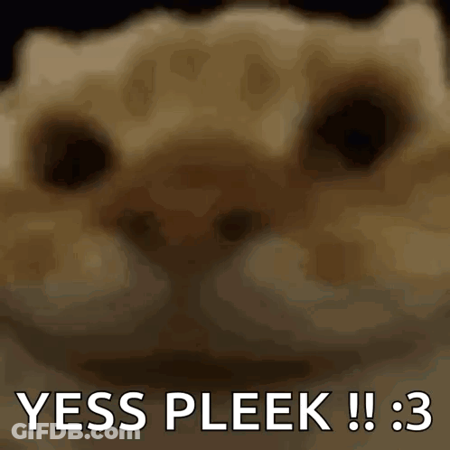 Cat Says Yess Pleek GIF