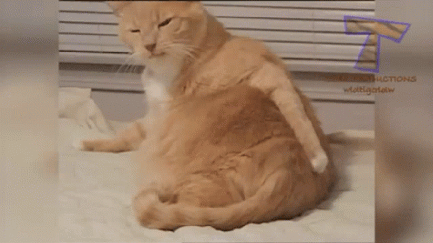 Cat Scratching Itchy Butt GIF