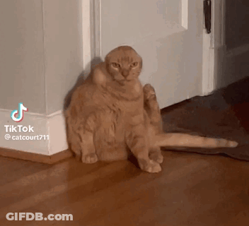 Cat Scratching Itself Beside Door GIF