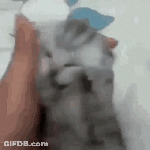 Cat Screaming Don't Want To Shower GIF