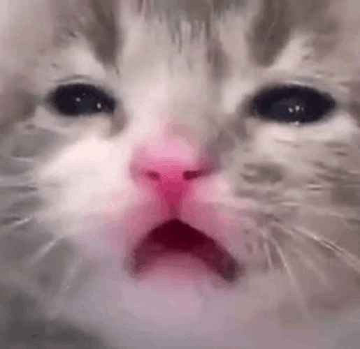 Cat Screaming For More Sleep GIF