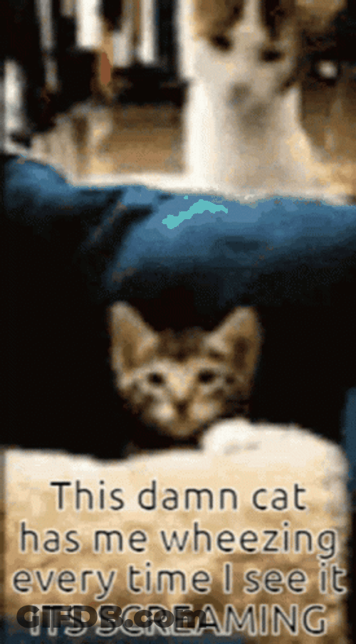 Cat Screaming From Attack GIF