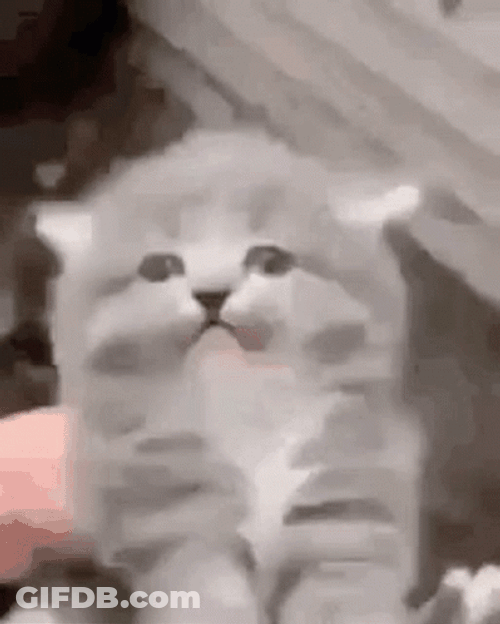 Cat Screaming Hates Head Patting GIF
