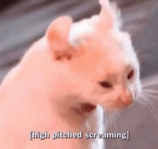 Cat Screaming High Pitch GIF