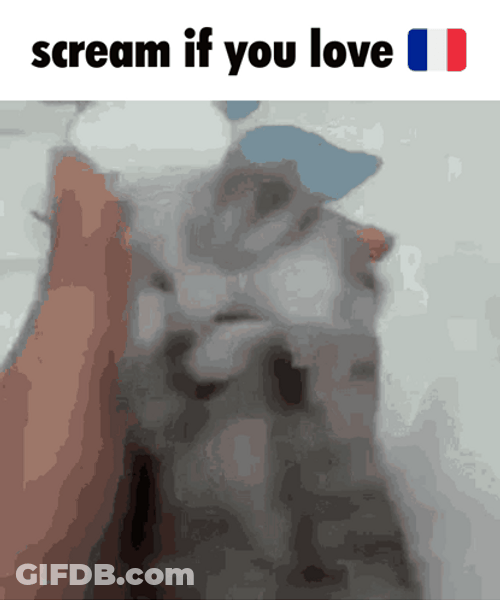 Cat Screaming If You Love Me Do It GIF