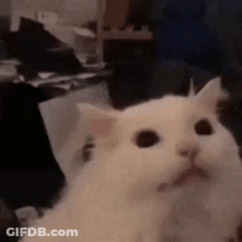Cat Screaming Just Because GIF