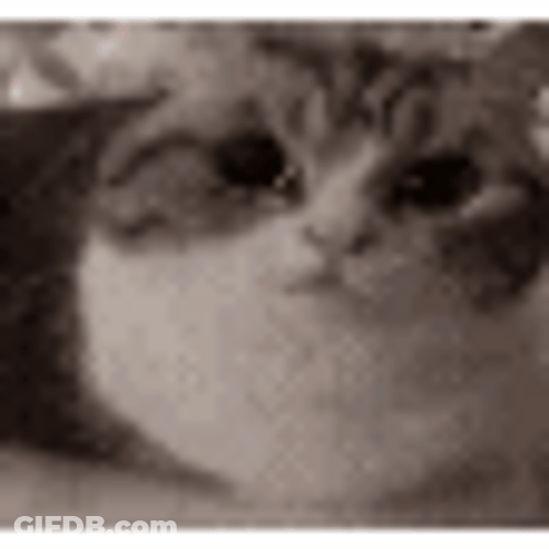 Cat Screaming Like A Volcano GIF