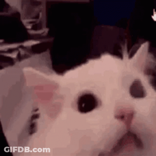 Cat Screaming The Loudest GIF