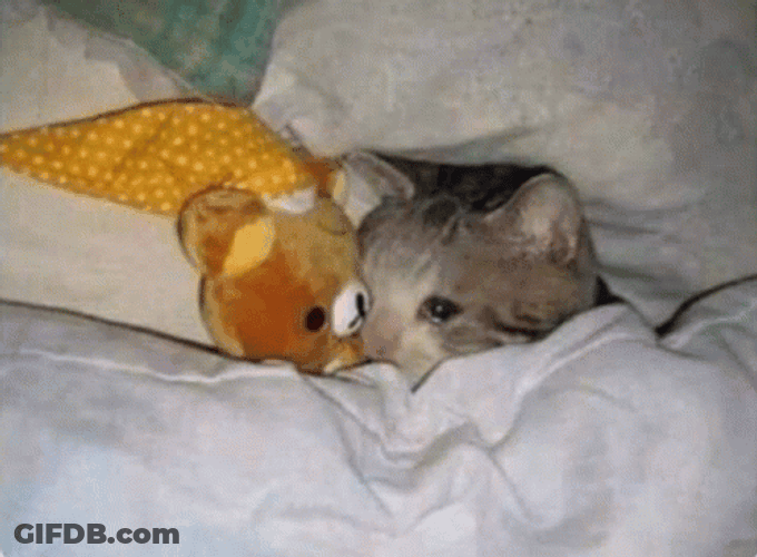 Cat Screaming Trying To Sleep GIF