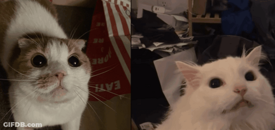 Cat Screaming Twin Screen GIF