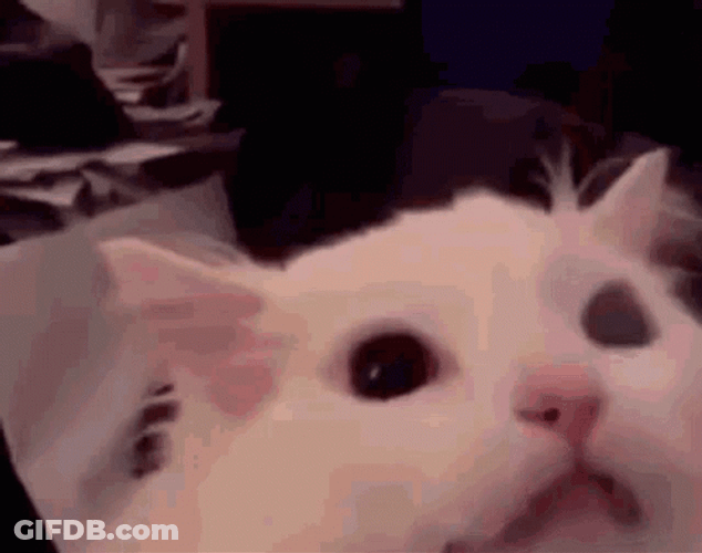 Cat Screaming Very Powerful GIF