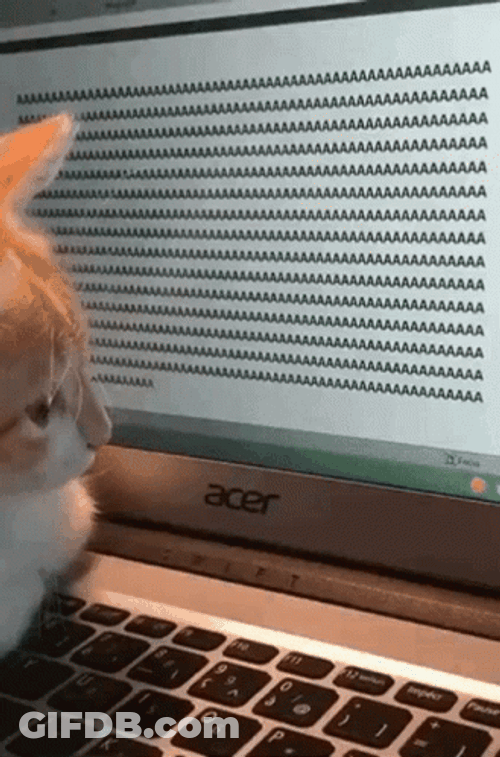 Cat Screen Focus Typing Meme GIF