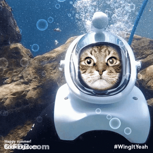 Cat Scuba Diving GIF