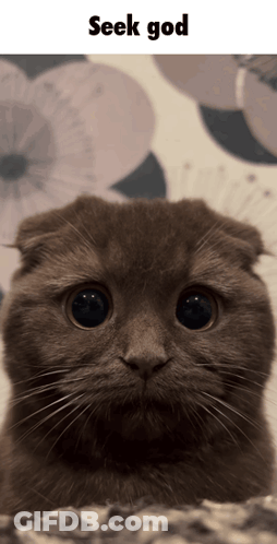 Cat Seek God GIF