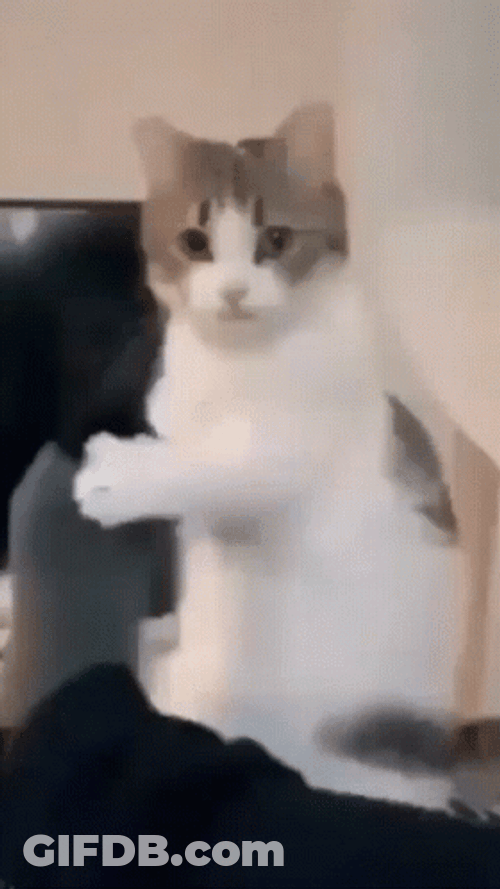Cat Seeking For Attention GIF