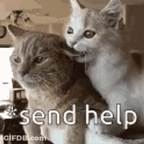 Cat Send Help Looks GIF