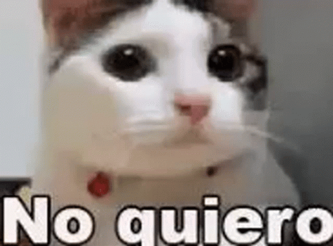 Cat Shaking Head In Spanish No Quiero GIF