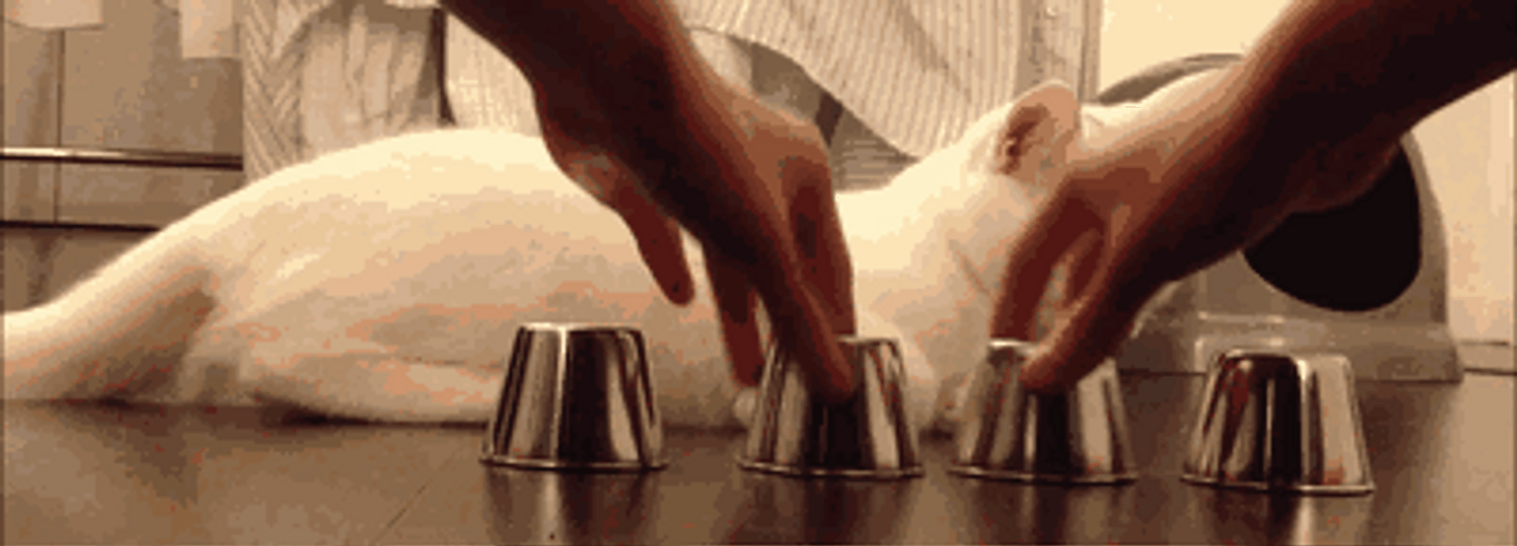 Cat Sharp Mind Choosing GIF