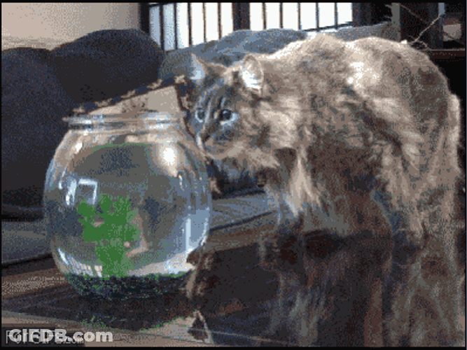 Cat Shocked Goblin Shark Balloon GIF