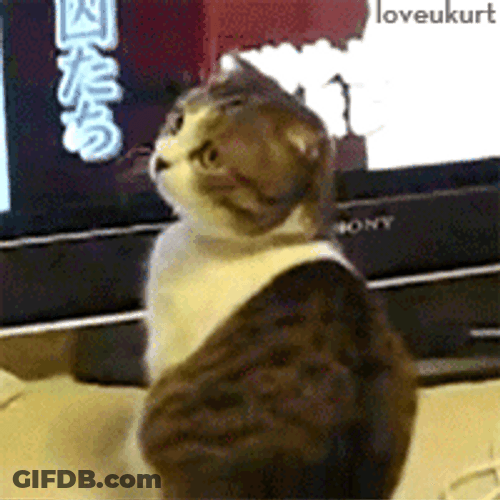 Cat Shocked Meme Wondered GIF
