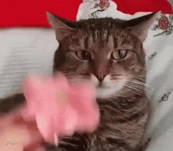 Cat Shocked Reaction Galaxy Brain Meme GIF