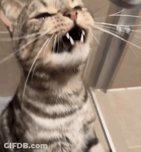 Cat Showing Teeth GIF