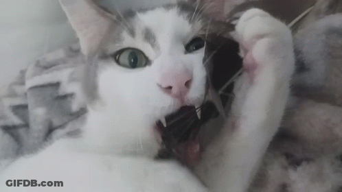 Cat Showing Teeth GIF