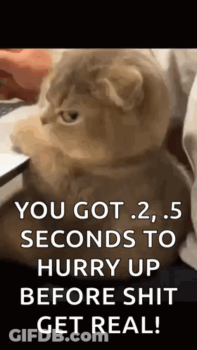 Cat Side Eye GIF