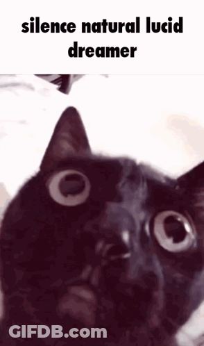 Cat Silence Natural Lucid Dreamer GIF