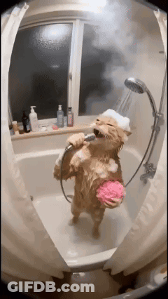 Cat Singing Into Shower Head GIF