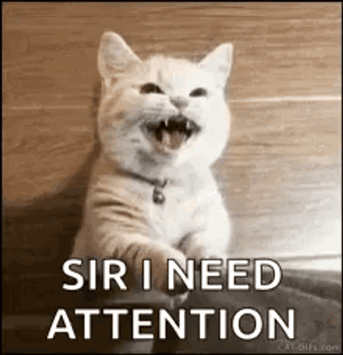 Cat Sir I Need Attention Meow GIF