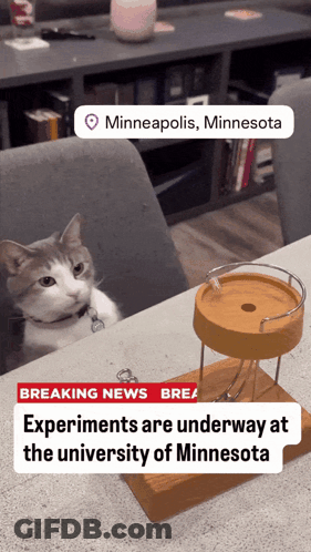 Cat Sits In Front Of Breaking News Headline GIF