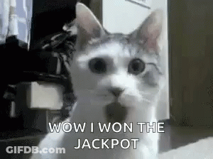 Cat Sitting And Looking At Camera Wow I Won Jackpot GIF