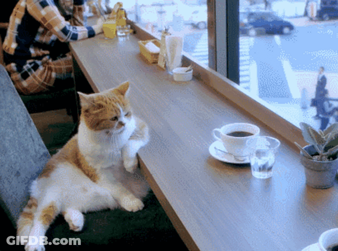 Cat Sitting And Looking Out The Window GIF