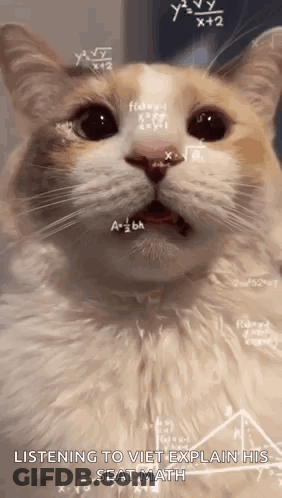 Cat Sitting At Chalkboard With Math Equations GIF