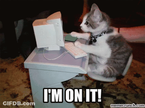 Cat Sitting At Desk With Computer GIF
