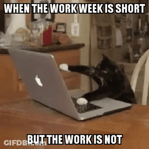 Cat Sitting At Laptop GIF