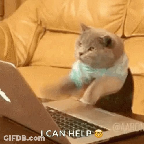 Cat Sitting At Laptop Saying I Can Help GIF