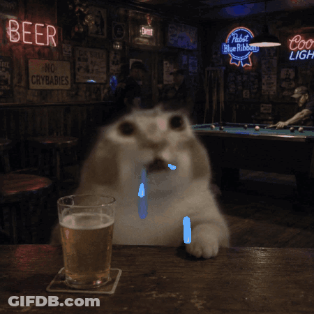 Cat Sitting At Table With Beer Sign GIF