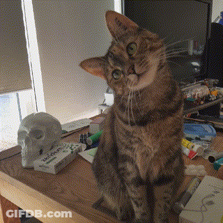 Cat Sitting Beside Skull Statue And Toothpaste GIF