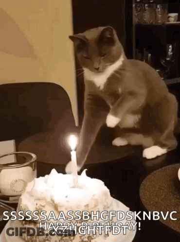 Cat Sitting By Birthday Cake With Lit Candle GIF