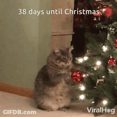 Cat Sitting By Christmas Tree Saying Merry Christmas Bradderz And Looperz GIF