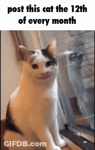 Cat Sitting By Window Post This Cat GIF