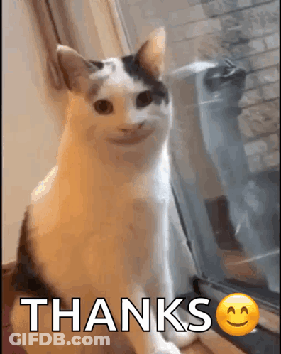 Cat Sitting By Window Saying Thanks GIF