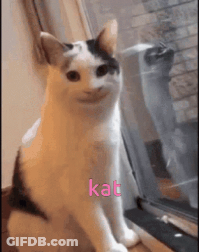 Cat Sitting By Window With Kat GIF