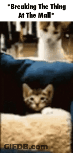 Cat Sitting In Bed Breaking Thing GIF