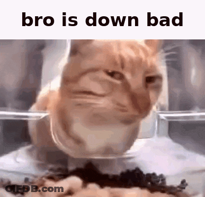 Cat Sitting In Bowl Of Food Bro Is Down Bad GIF