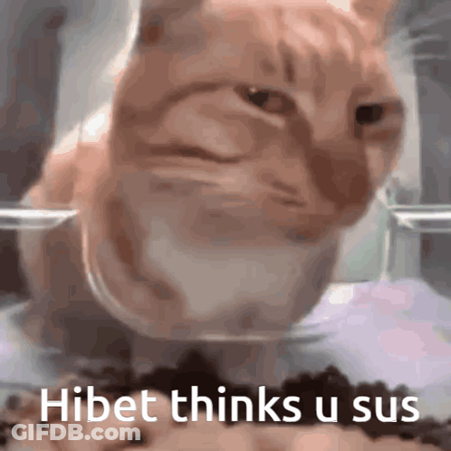 Cat Sitting In Bowl Of Food Hibet Thinks U Sus GIF