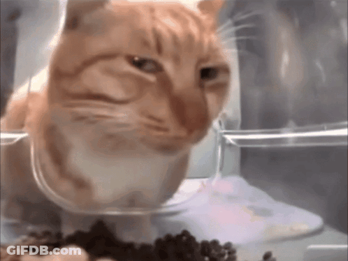 Cat Sitting In Bowl Of Food Looking At Camera GIF